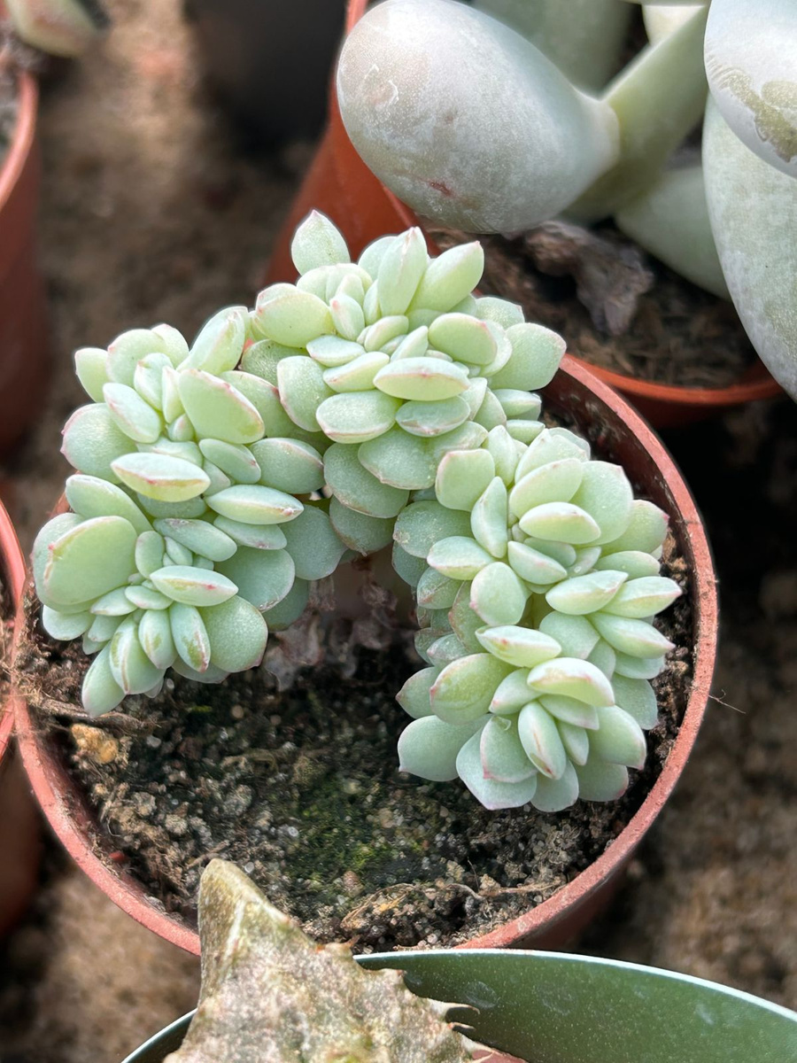 Echeveria pulidonis 'Cristata | Succulents \ Echeveria | Kaktusy ...