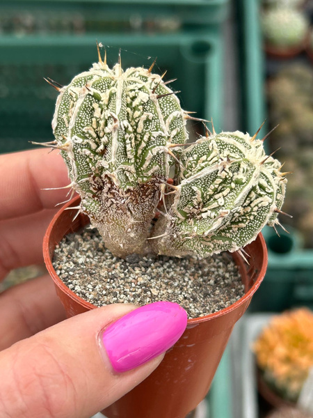 Astrophytum ornatum 'Dinosaur Fukuryu Hannya' siewka