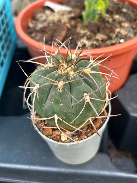 Gymnocalycium spegazzinii
