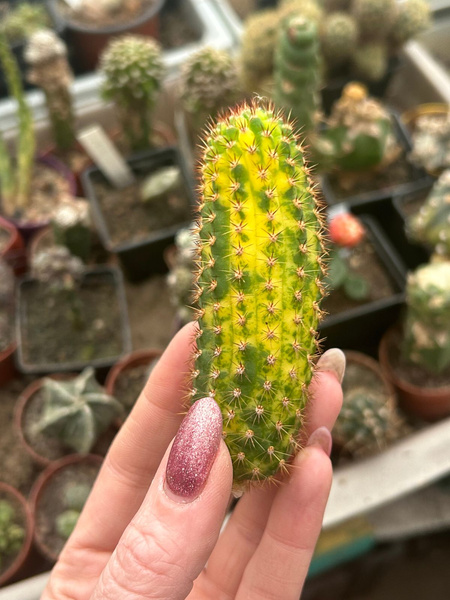 Cleistocactus cv. Nolly II 'Variegata' 
