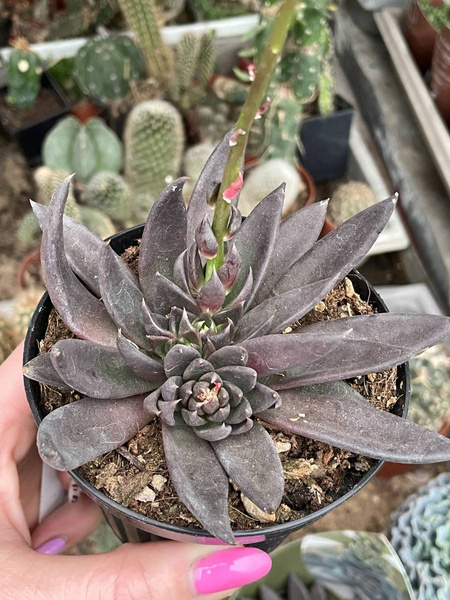  Echeveria affinis 'Black Knight'
