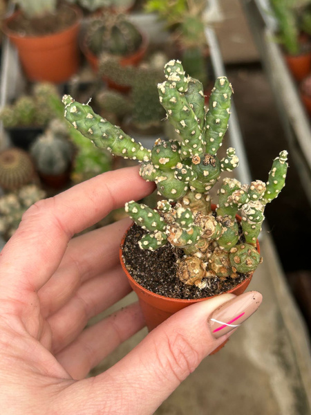 Cumulopuntia rossiana v. fuauxiana 