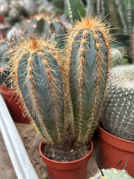 Pilosocereus fulvilanatus 