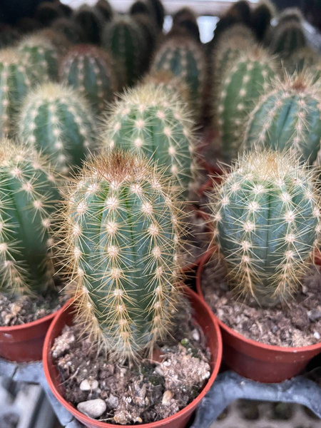 Pilosocereus chrysacanthus