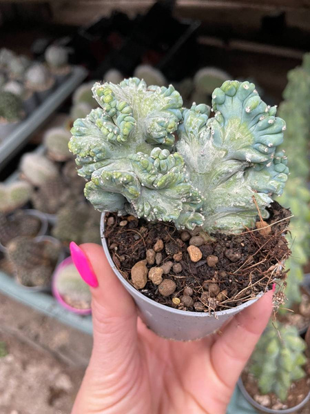 Myrtillocactus geometrizans 'Monstruosa'
