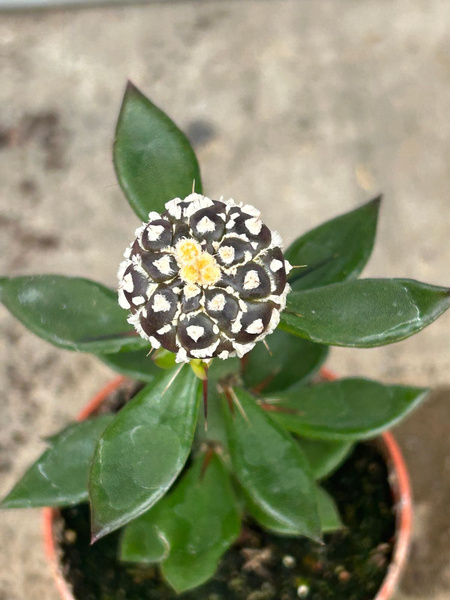 Astrophytum asterias 'Purple Snow Marking' 