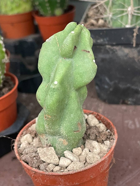 Lophocereus schottii 'Miickleyanus'